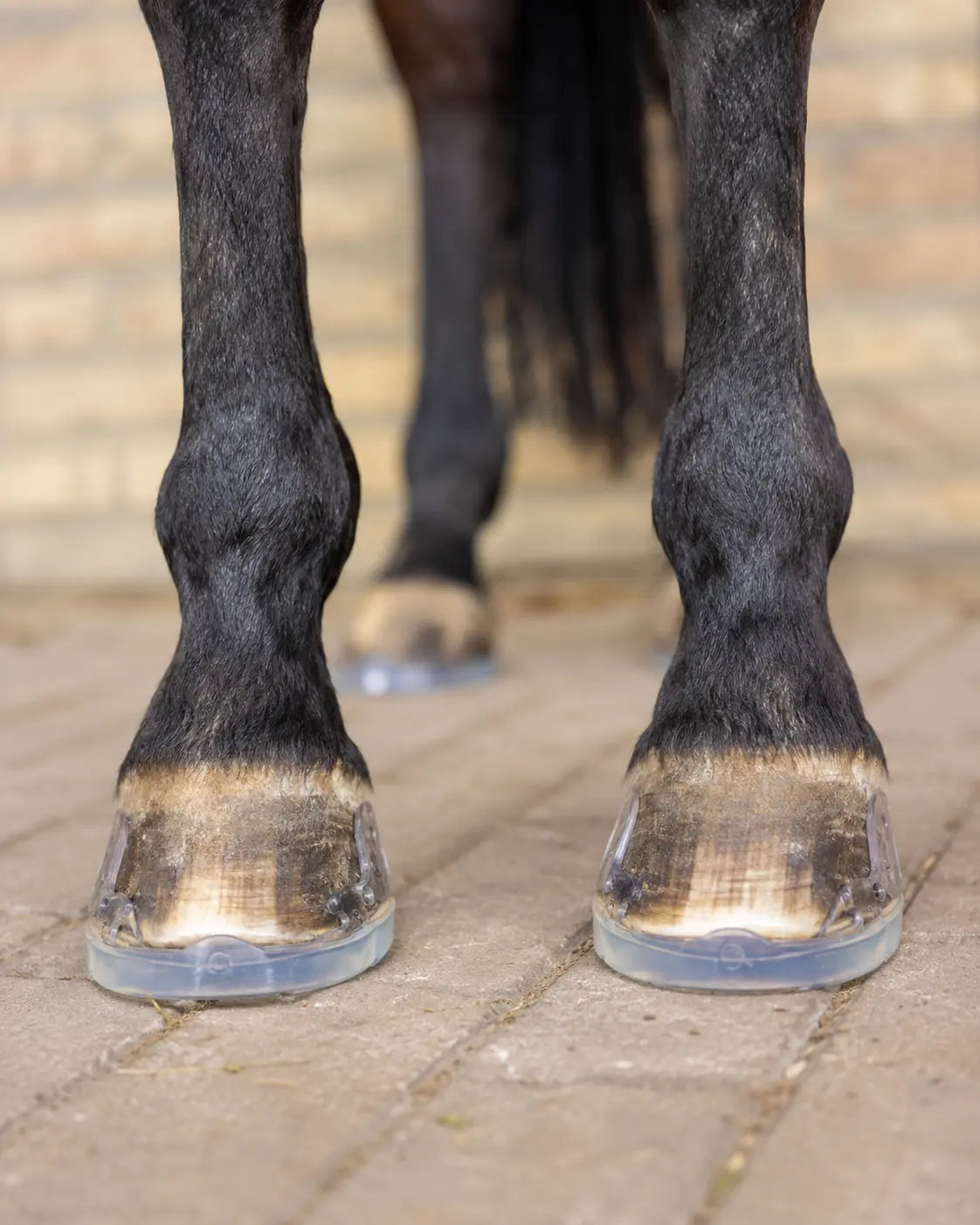 Hoof Fix Application - GLUETEC & WIKO