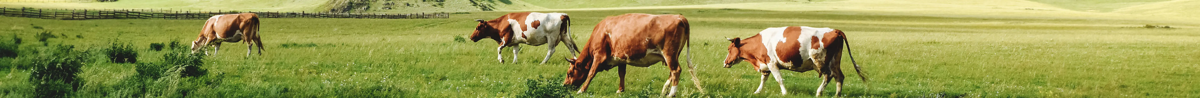 Hoof Care - GLUETEC & WIKO