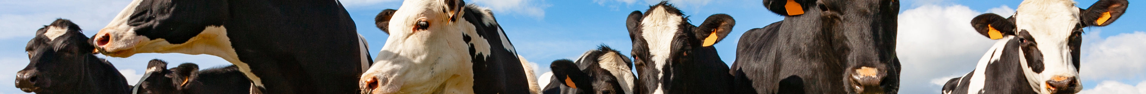 Livestock Supplies - GLUETEC & WIKO